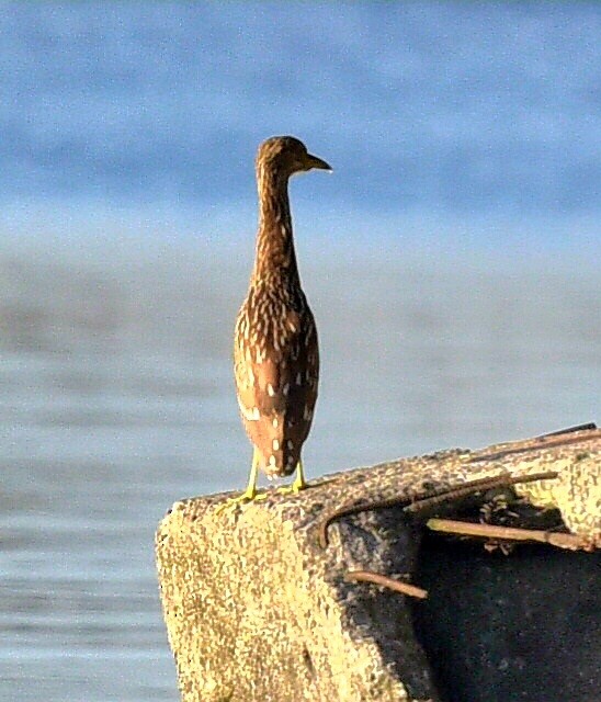 Black-crowned Night Heron - ML624223513