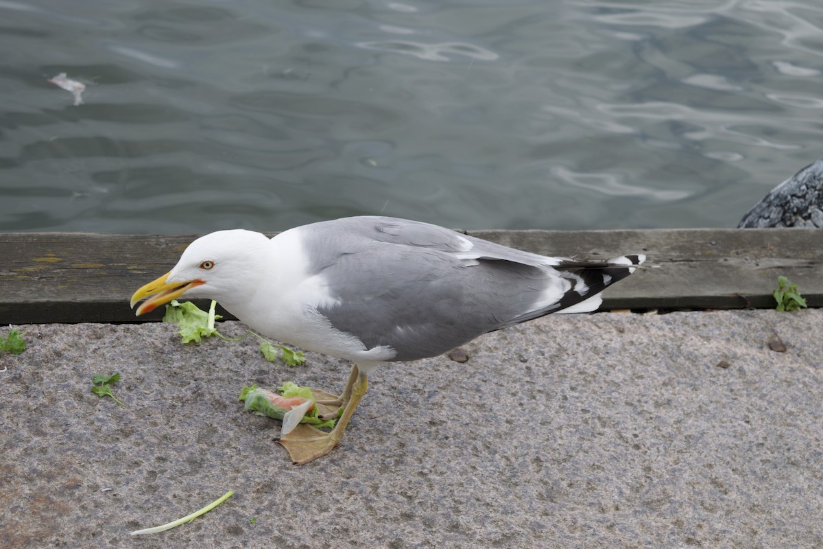 Herring Gull - ML624223515