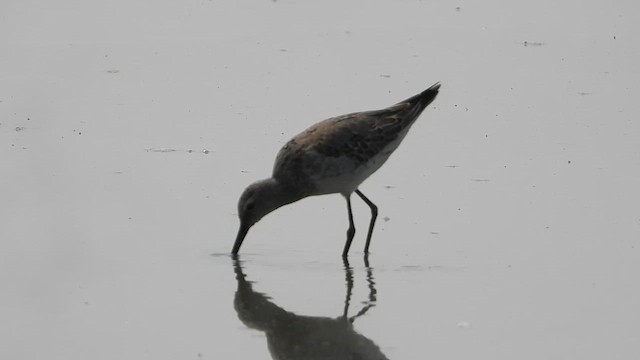 Bindenstrandläufer - ML624223517