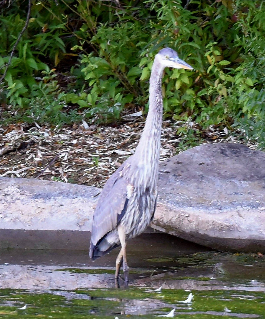 Great Blue Heron - ML624223522