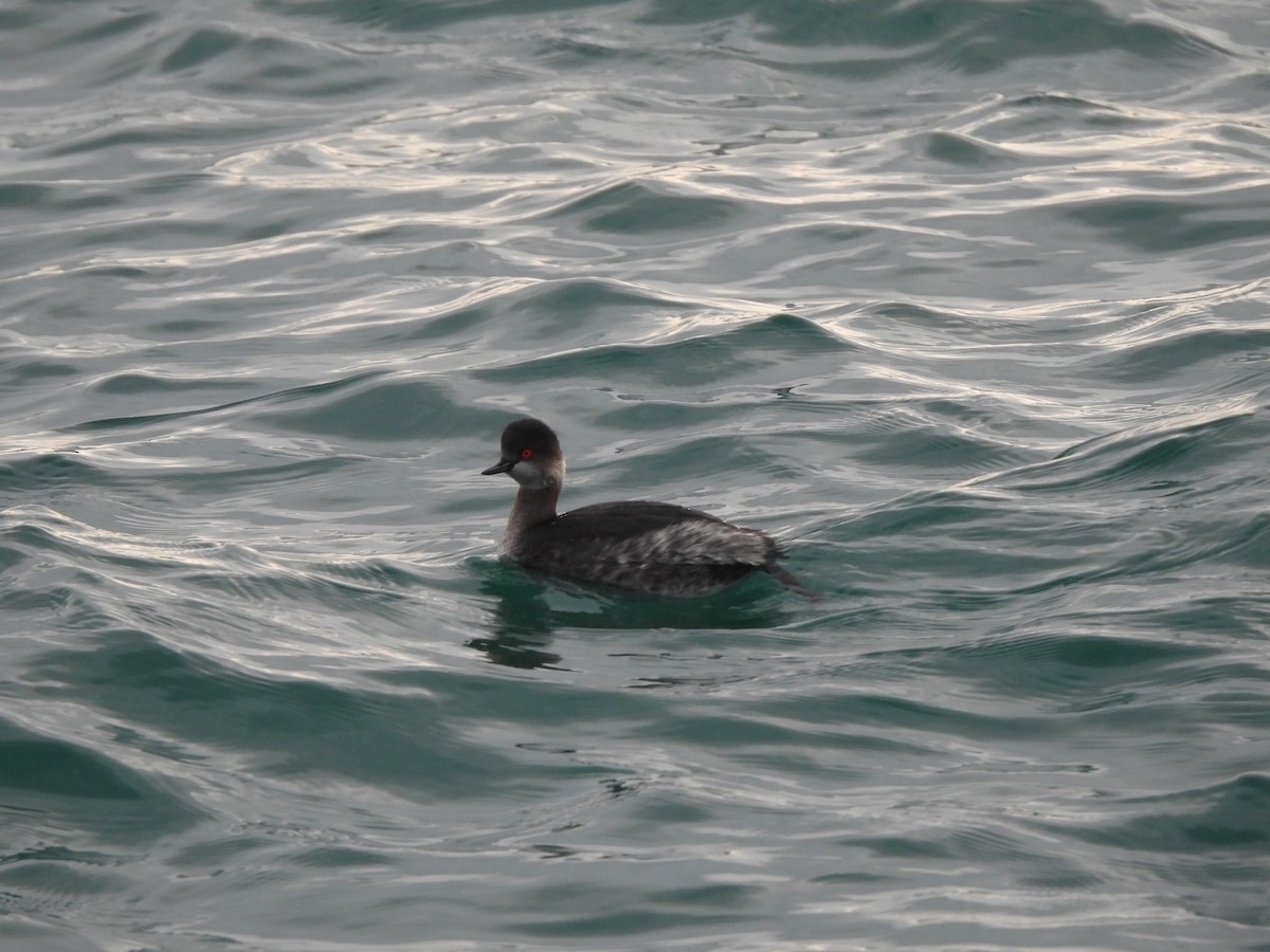 Eared Grebe - ML624223529