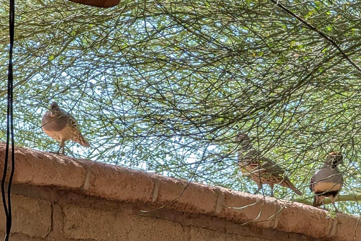 Gambel's Quail - ML624223531
