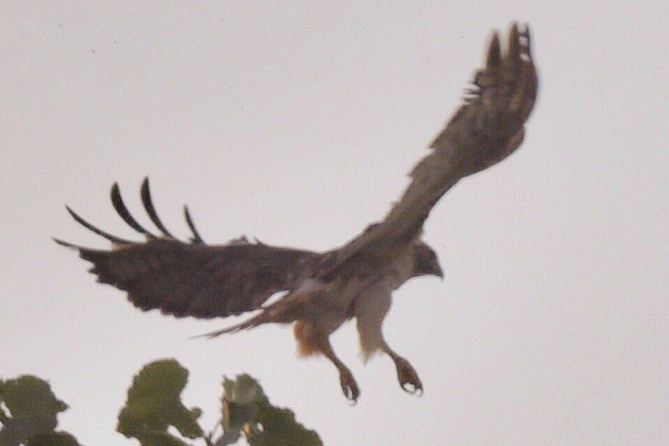 Red-tailed Hawk - ML624223541