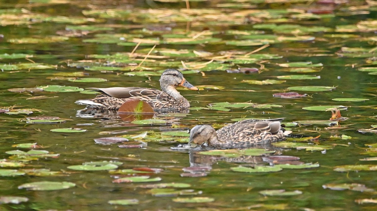 Mallard - Raymond Paris