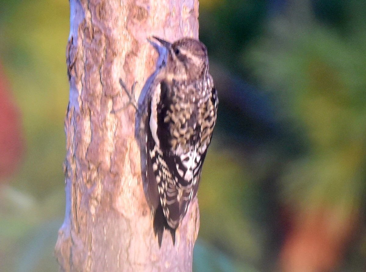 Yellow-bellied Sapsucker - ML624223547