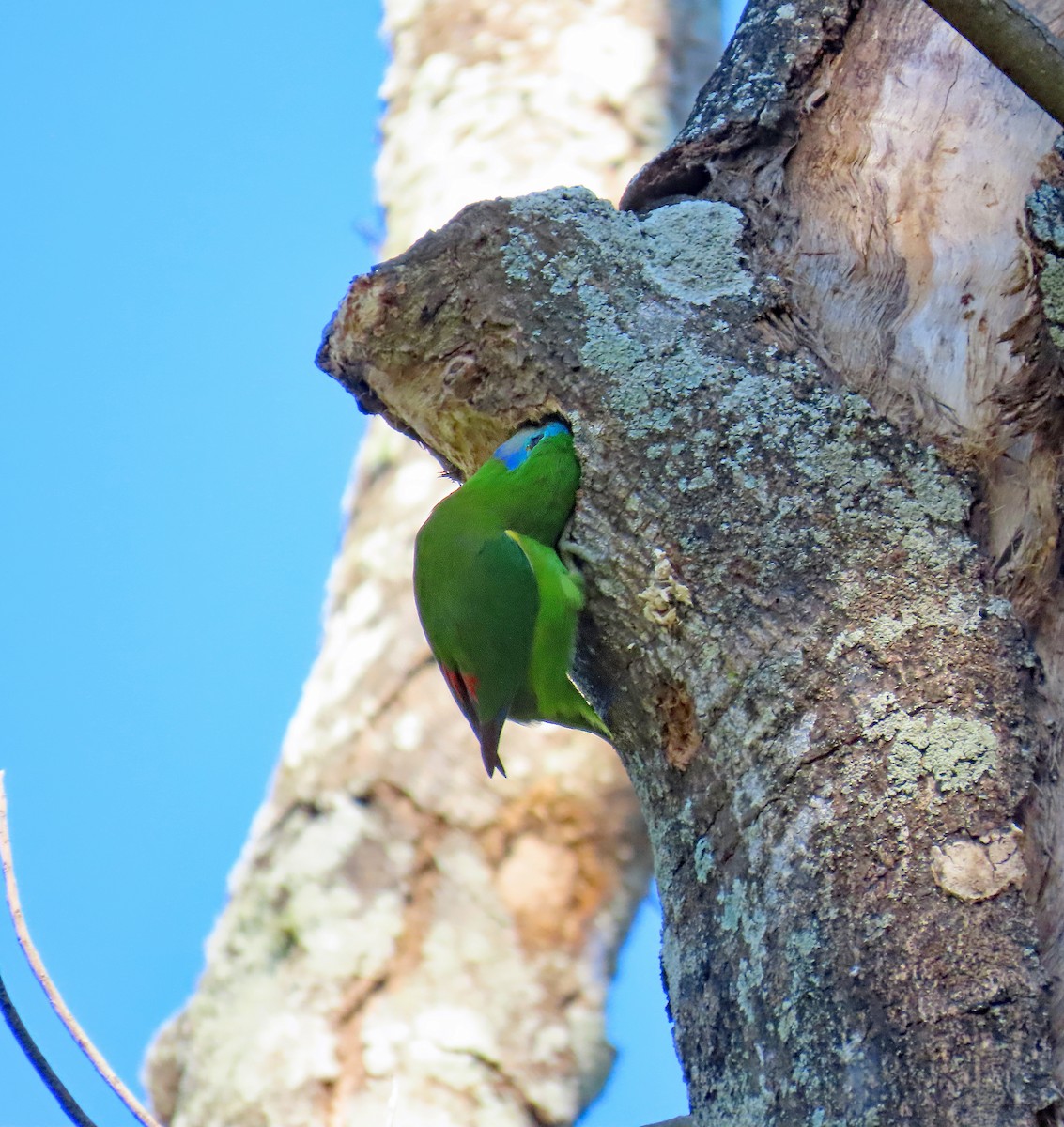 Double-eyed Fig-Parrot - ML624223552