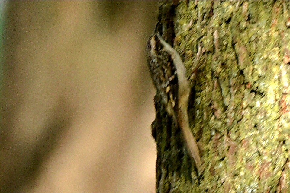 Brown Creeper - ML624223574