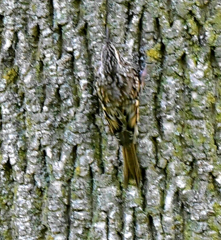 Brown Creeper - ML624223575