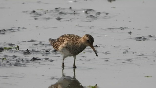 Graubrust-Strandläufer - ML624223580