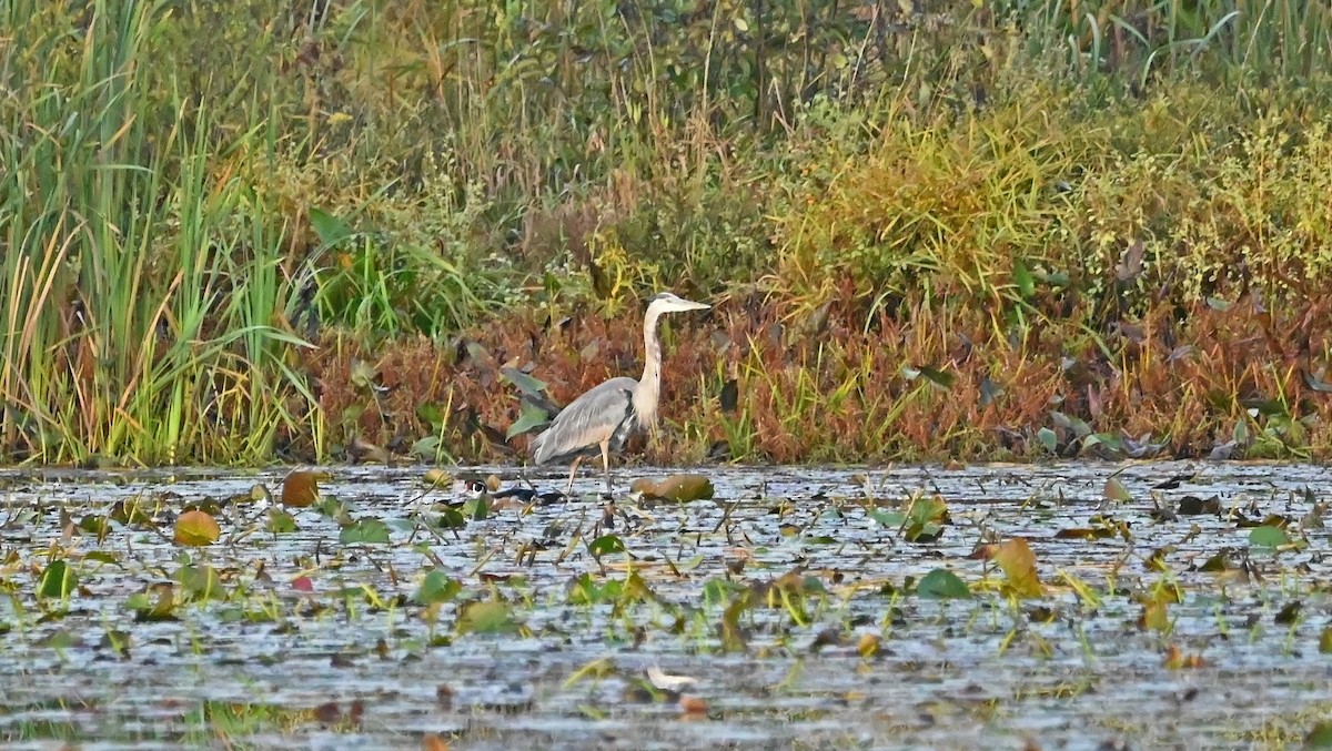 Great Blue Heron - Raymond Paris