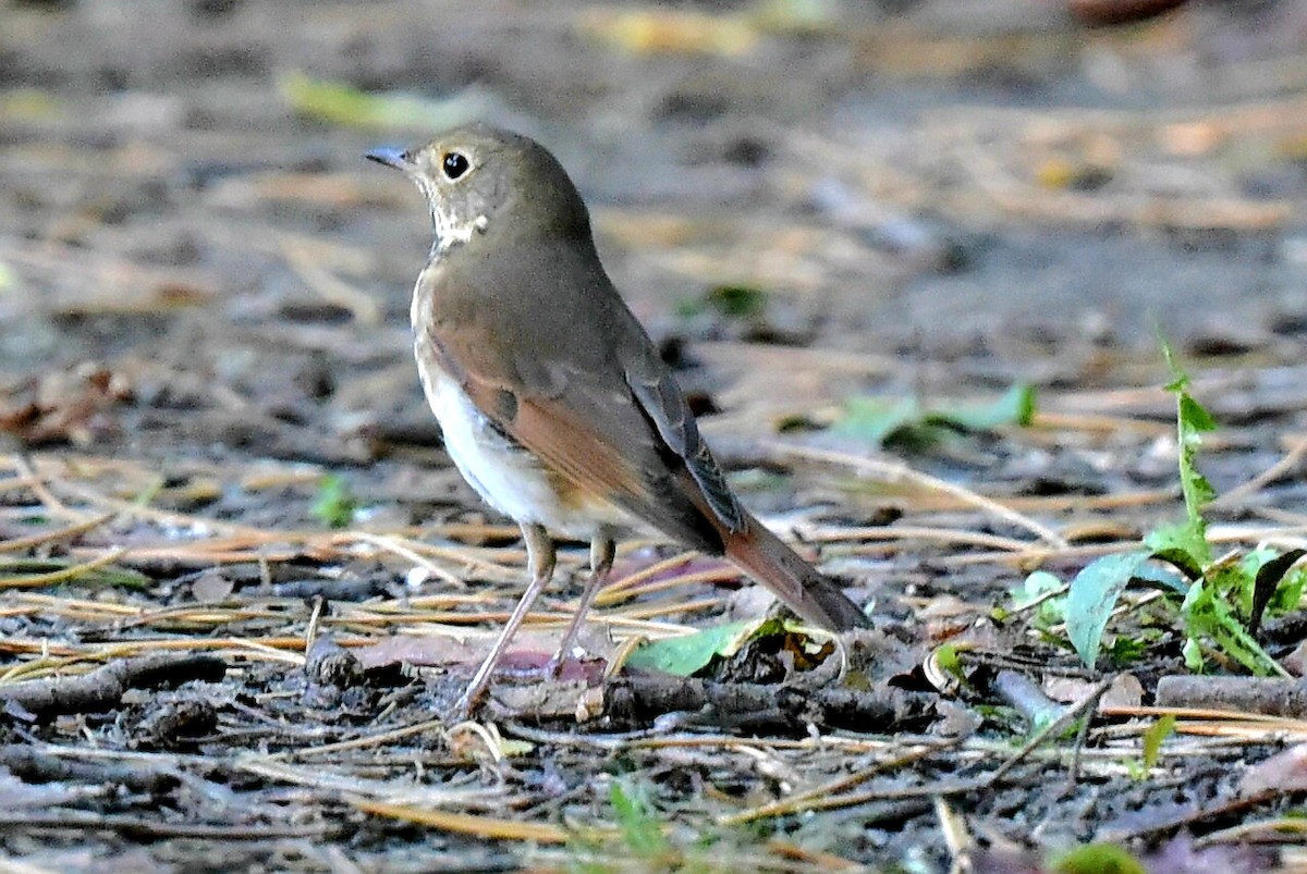 Hermit Thrush - ML624223589