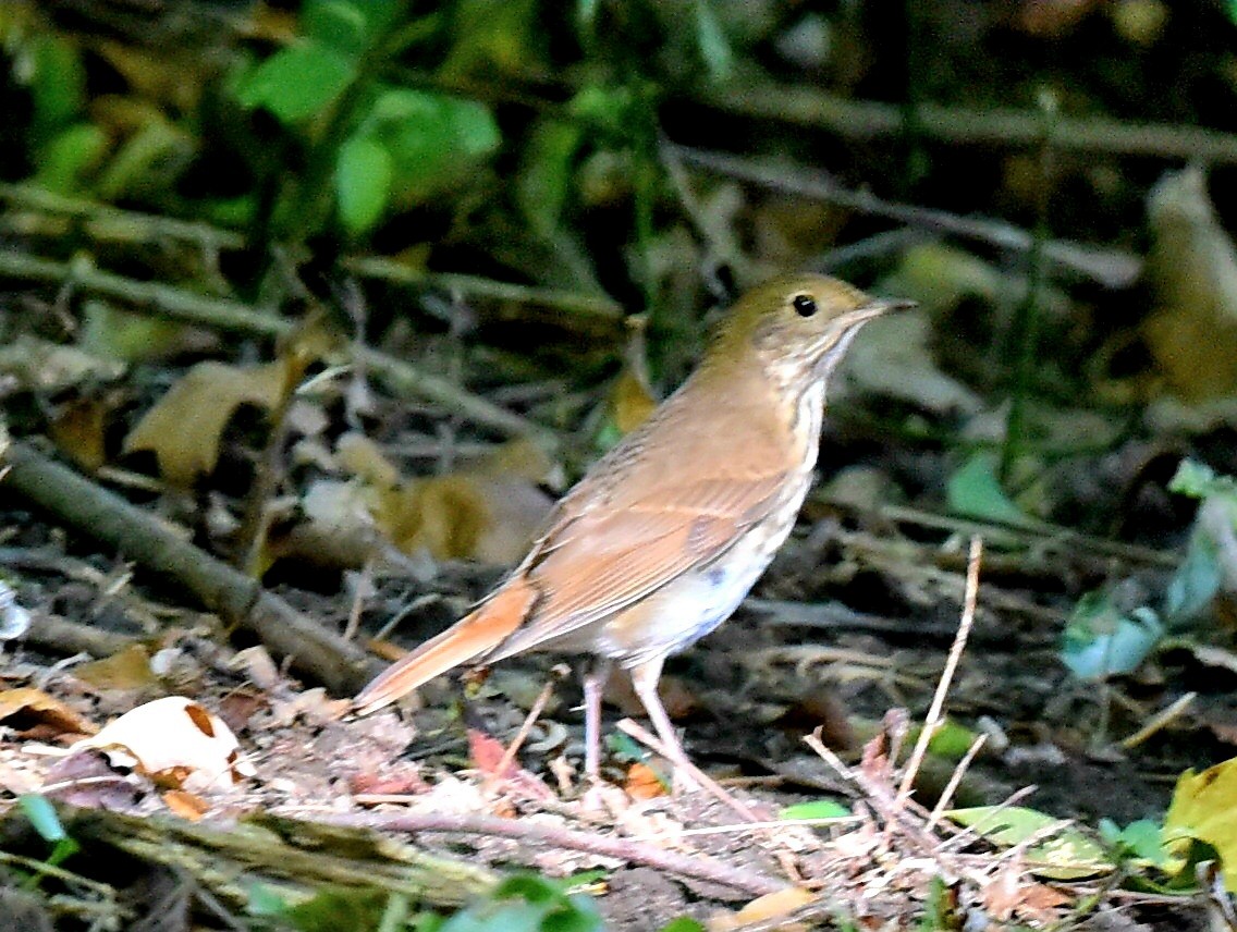 Hermit Thrush - ML624223590