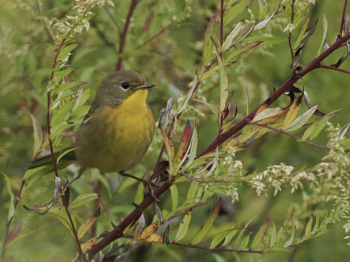 Common Yellowthroat - ML624223596