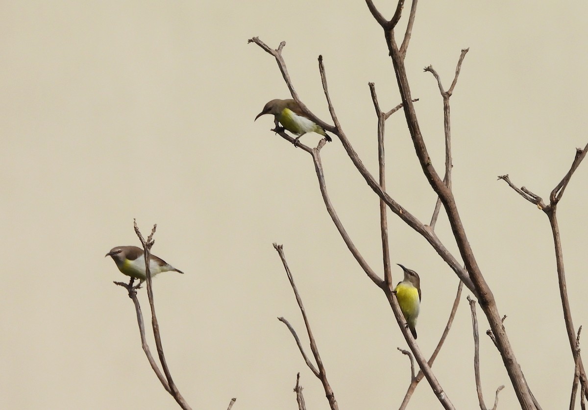 Purple-rumped Sunbird - ML624223604