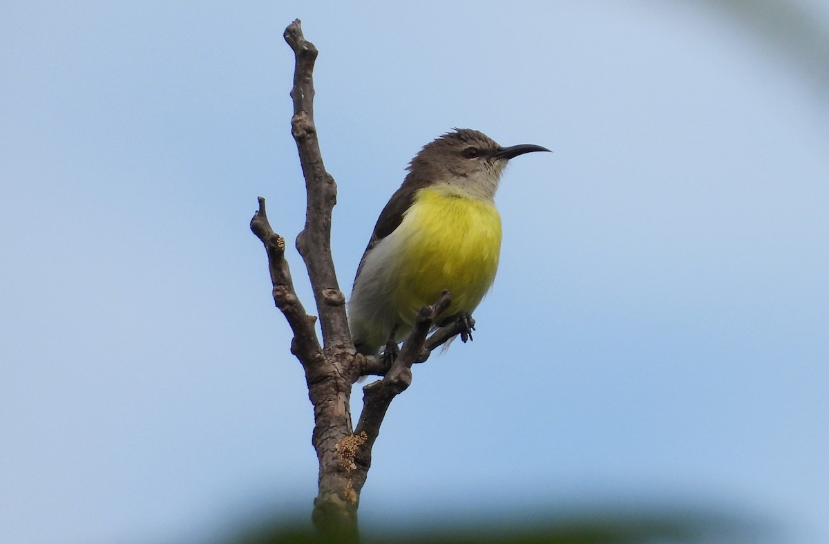 Purple-rumped Sunbird - ML624223605