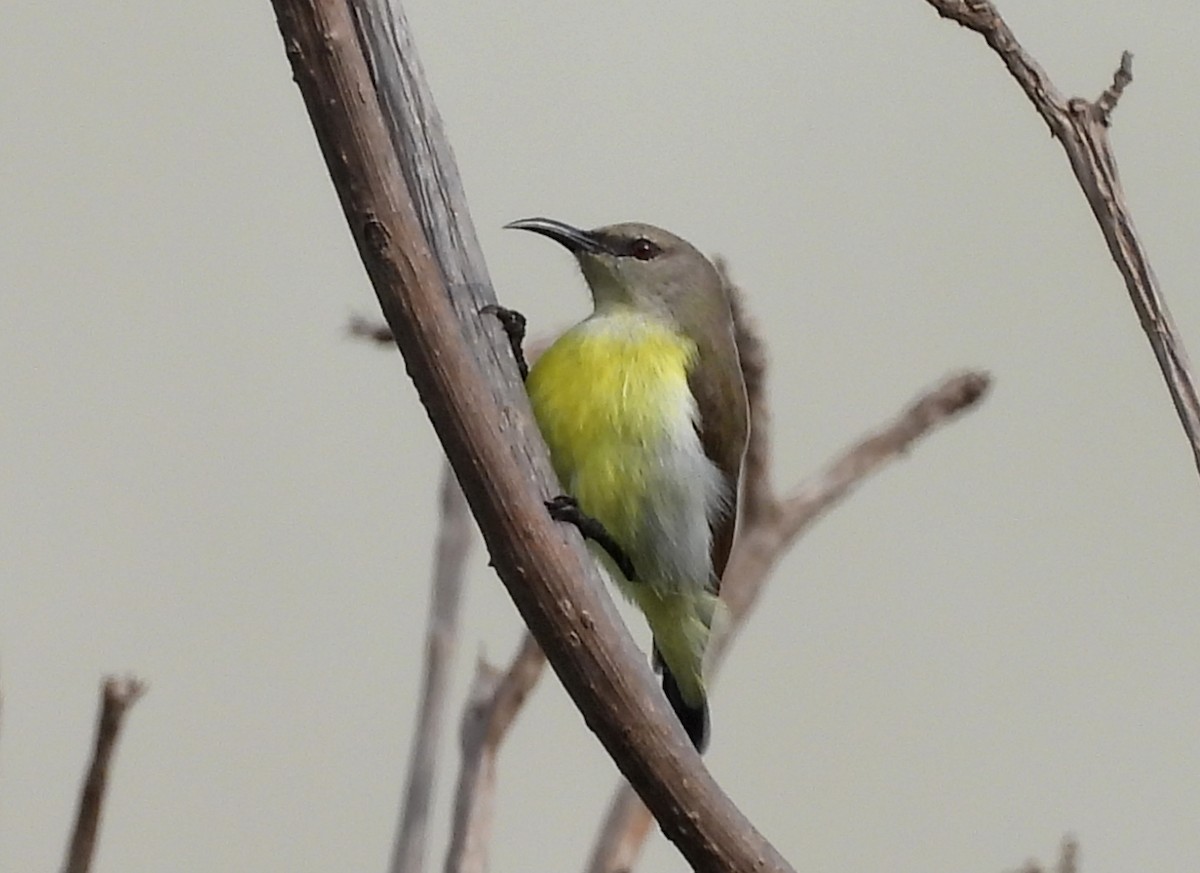 Purple-rumped Sunbird - ML624223606