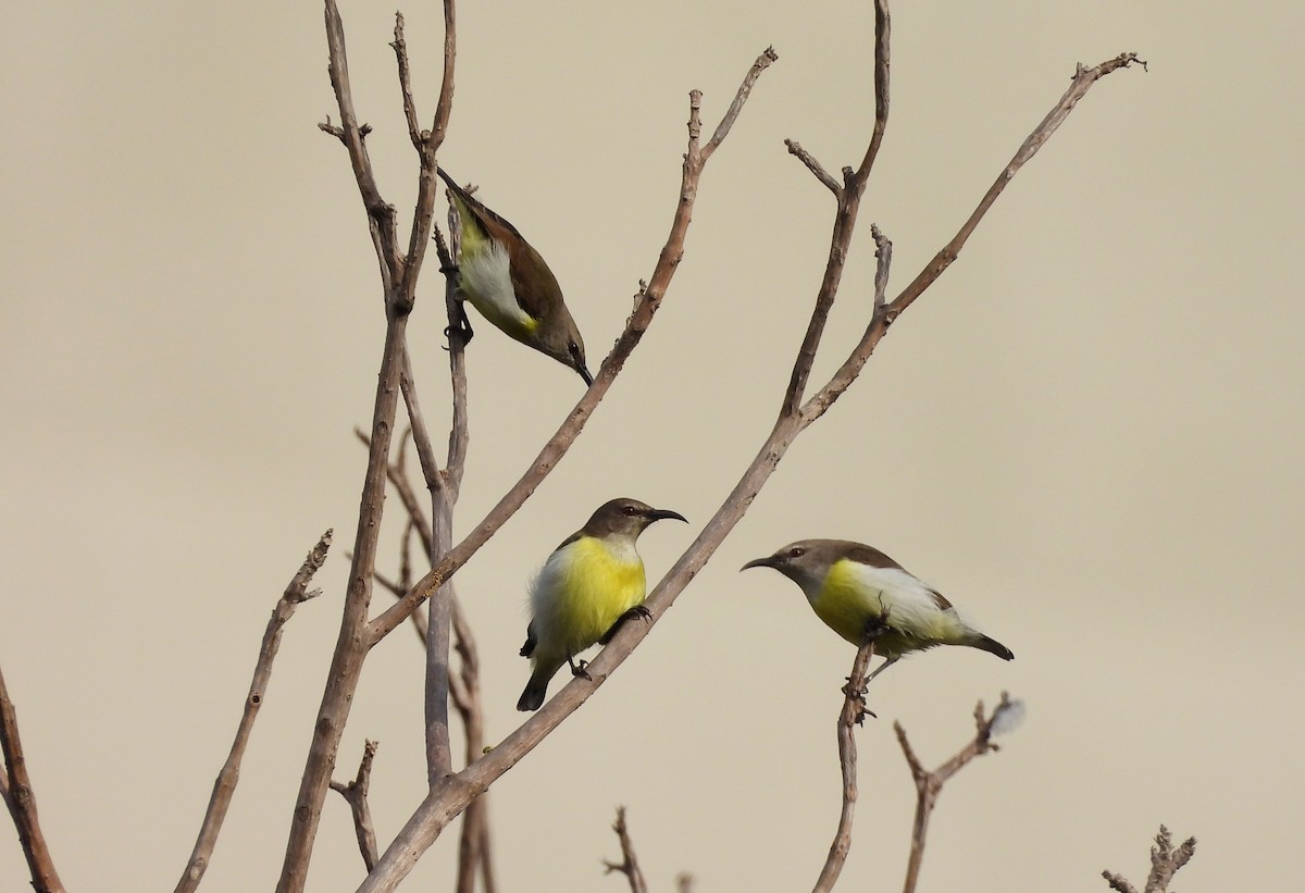 Purple-rumped Sunbird - ML624223607