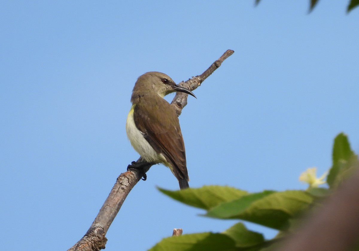 Purple-rumped Sunbird - ML624223608