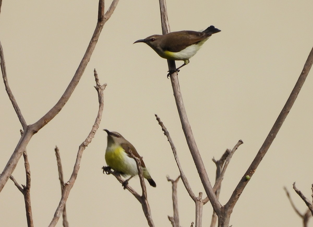 Purple-rumped Sunbird - ML624223609