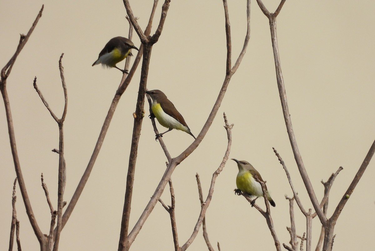 Purple-rumped Sunbird - ML624223610