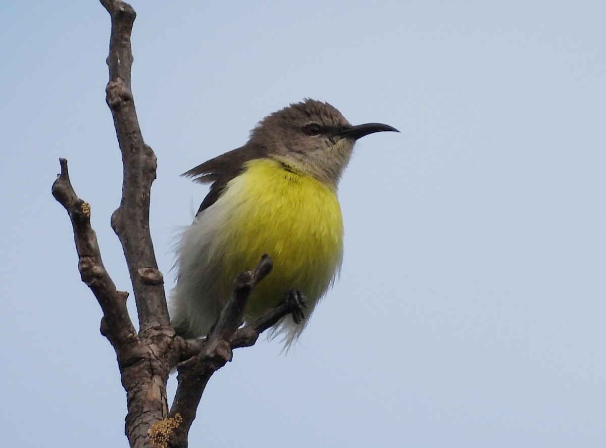 Purple-rumped Sunbird - ML624223611