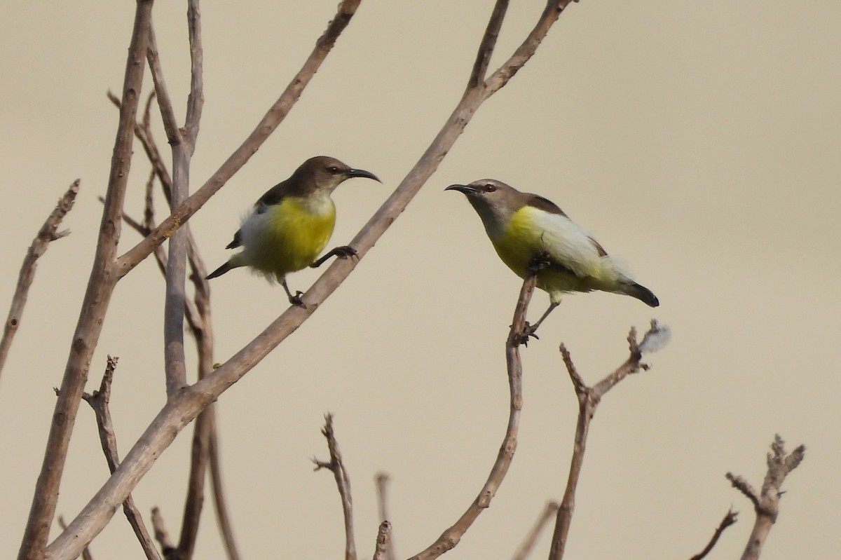 Purple-rumped Sunbird - ML624223612