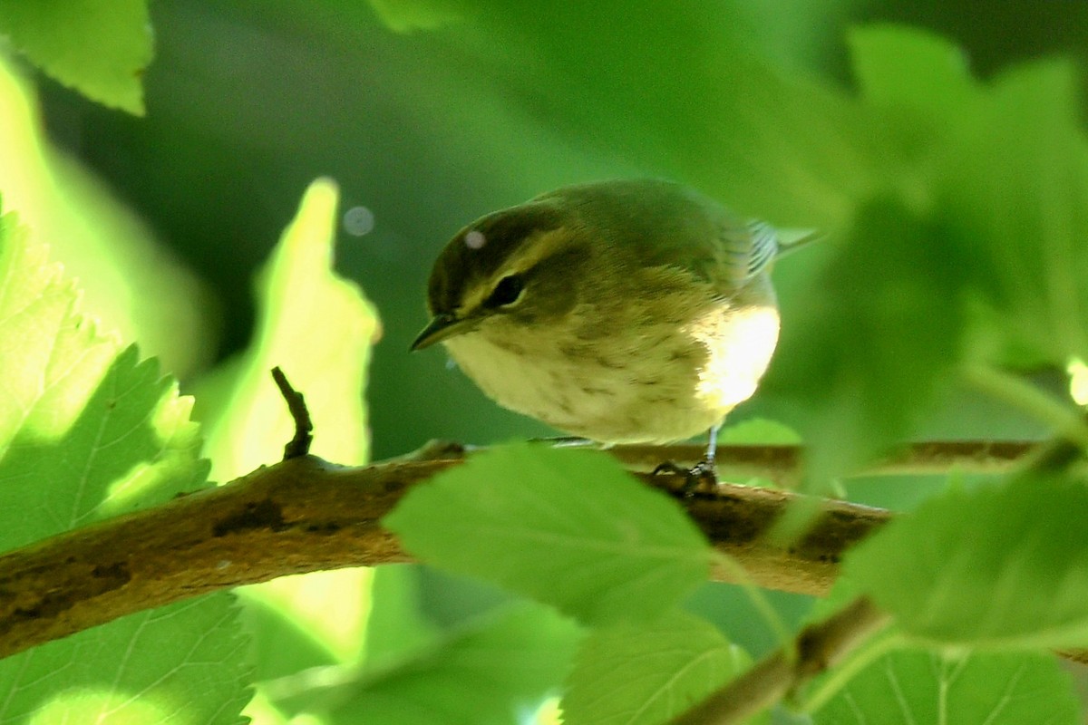 Palm Warbler - ML624223613