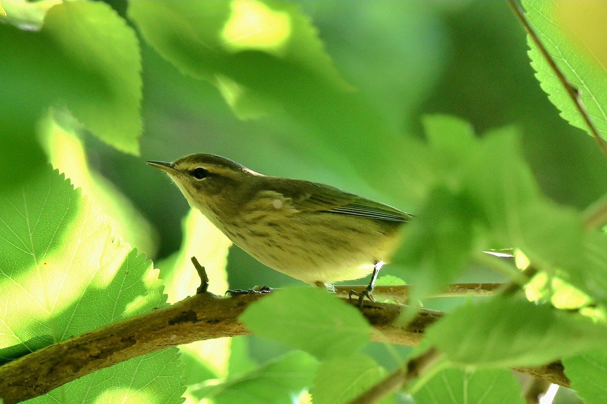 Palm Warbler - ML624223614