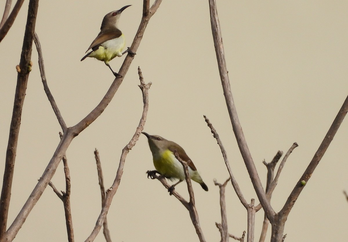 Purple-rumped Sunbird - ML624223616