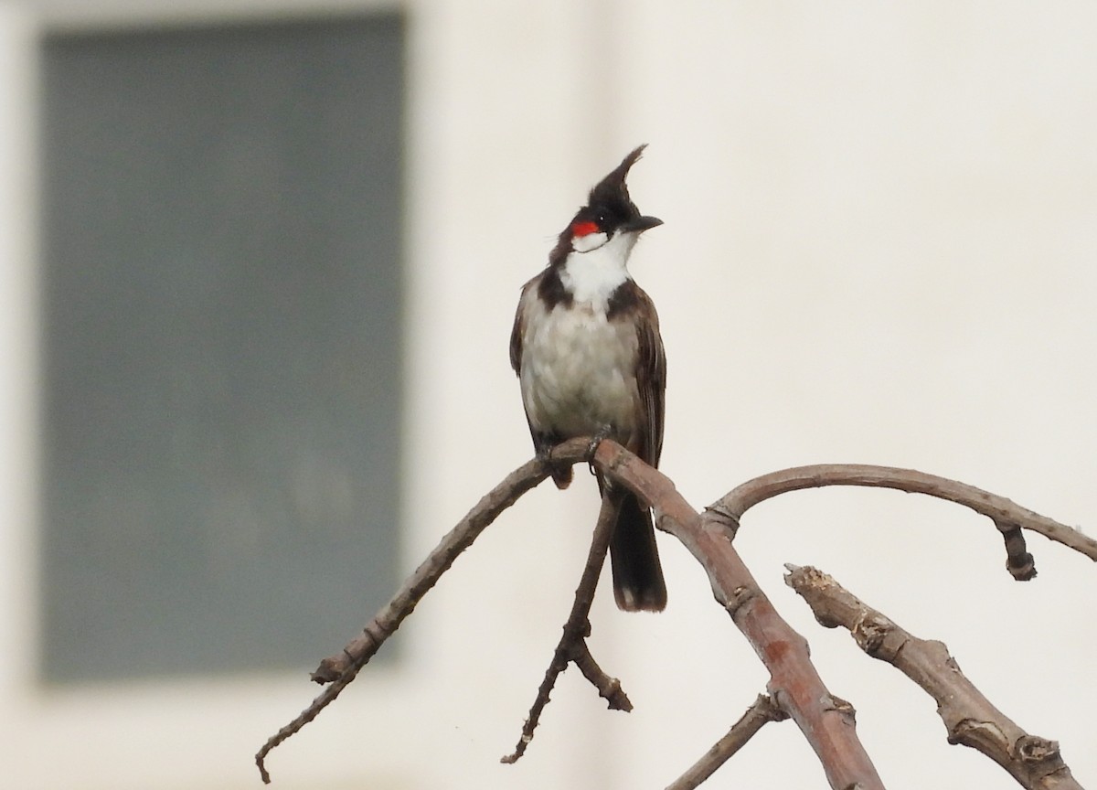 Red-whiskered Bulbul - ML624223636