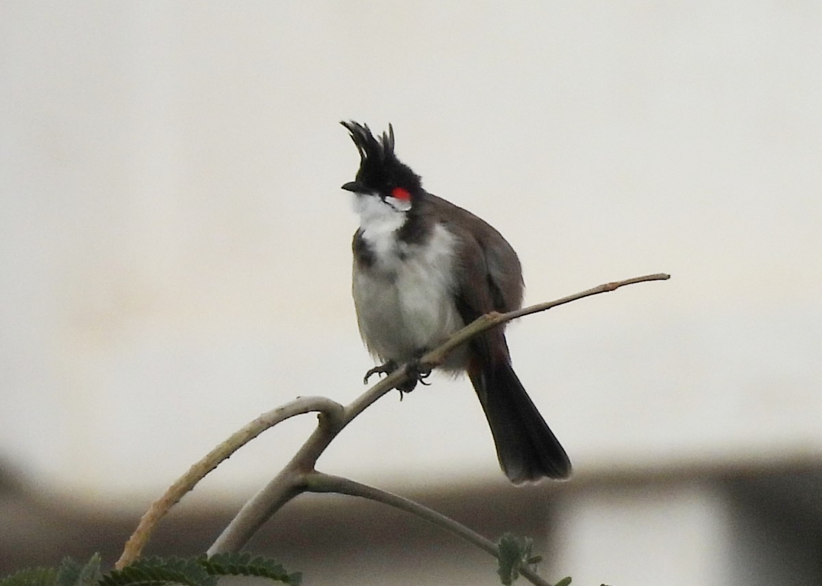 Red-whiskered Bulbul - ML624223637