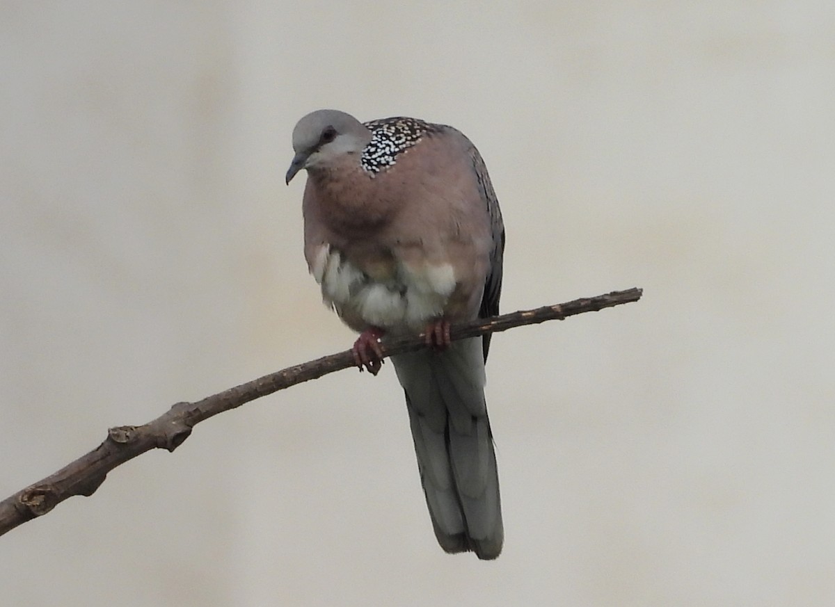 Spotted Dove - ML624223647