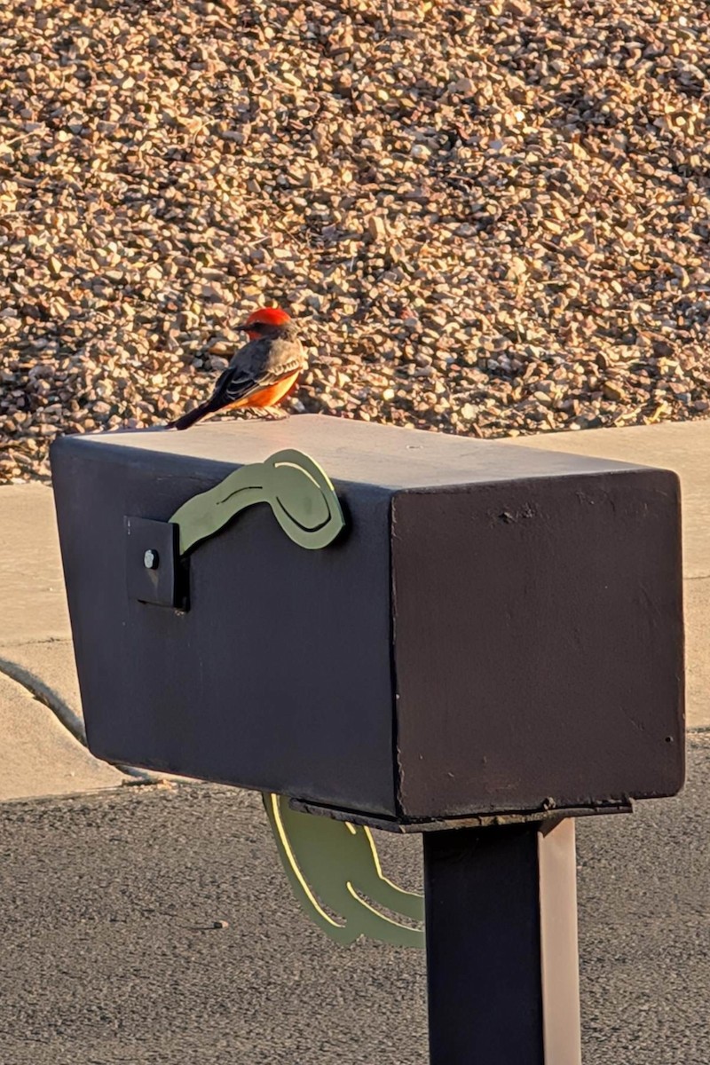Vermilion Flycatcher - ML624223652