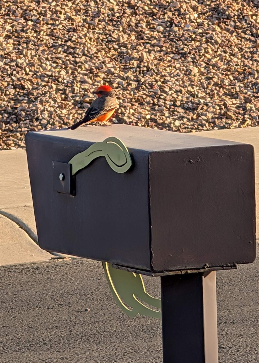 Vermilion Flycatcher - ML624223653