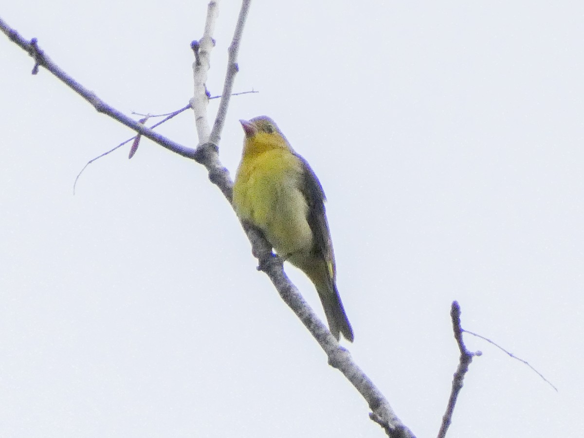 Scarlet Tanager - Larry Morin