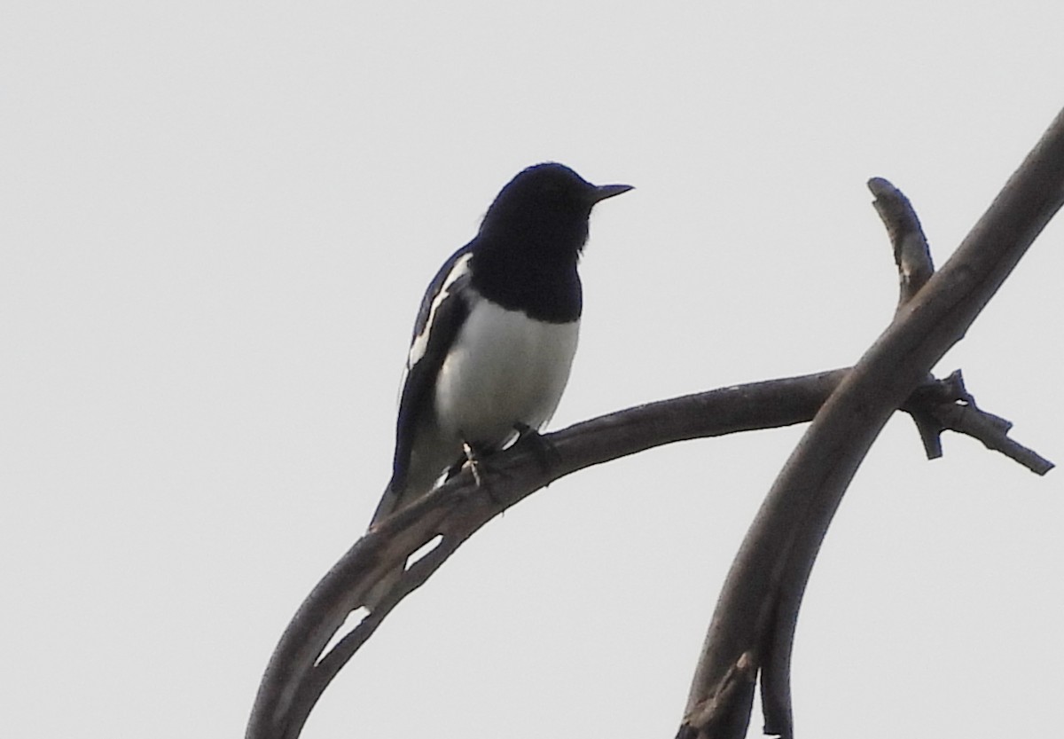 Oriental Magpie-Robin - ML624223667