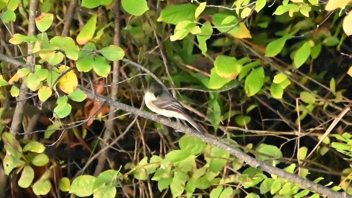 Eastern Phoebe - Raymond Paris