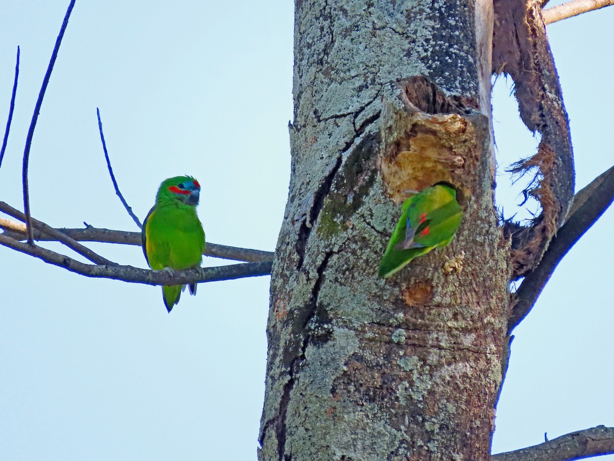 Double-eyed Fig-Parrot - Peter Leth