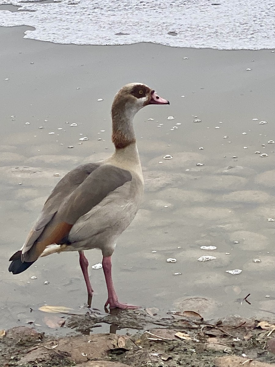 Egyptian Goose - ML624223682