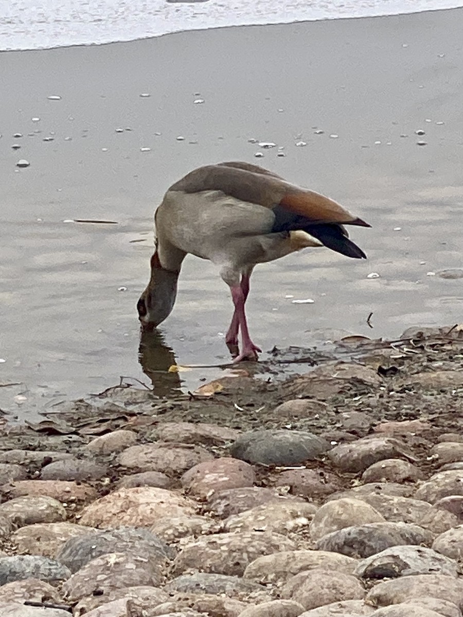 Egyptian Goose - ML624223683