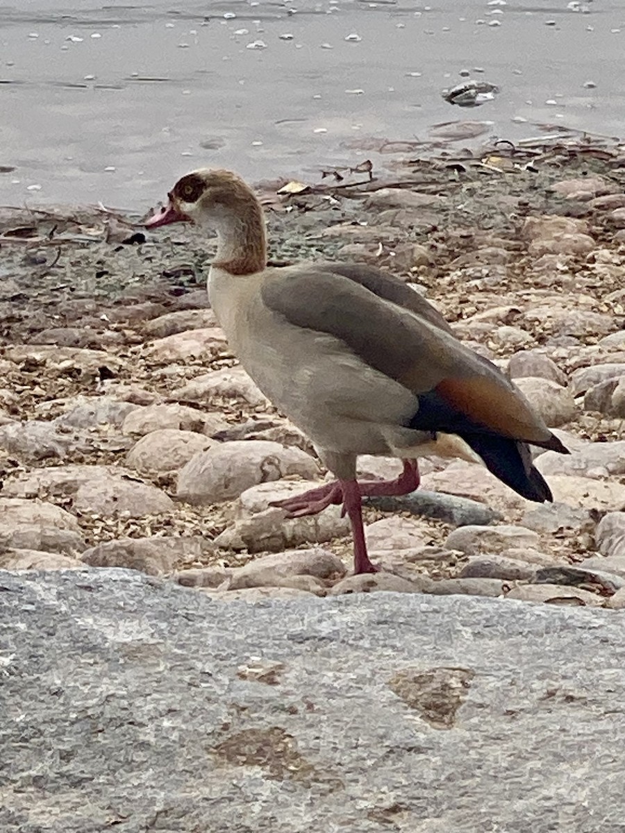 Egyptian Goose - ML624223684