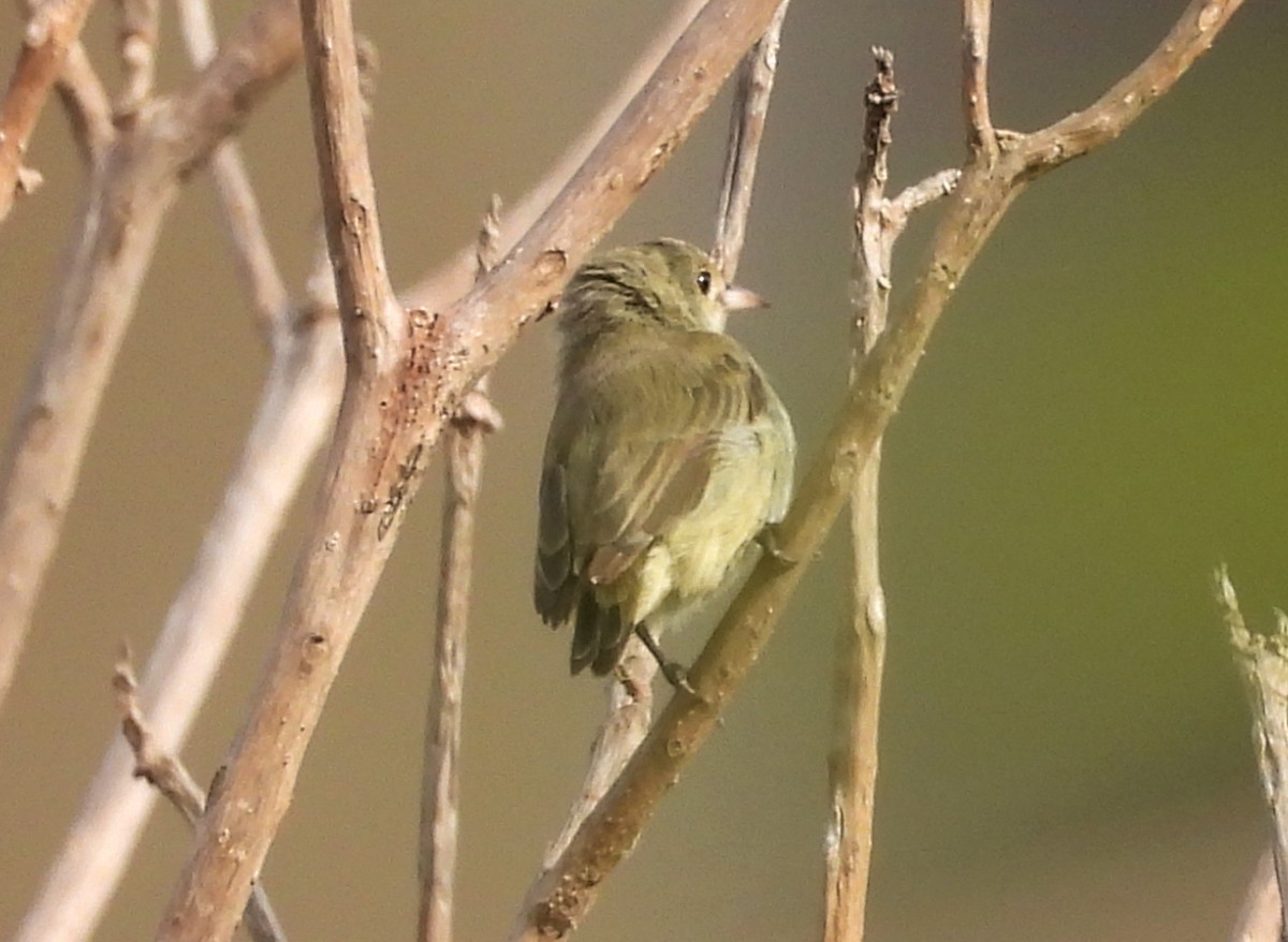 Pale-billed Flowerpecker - ML624223702