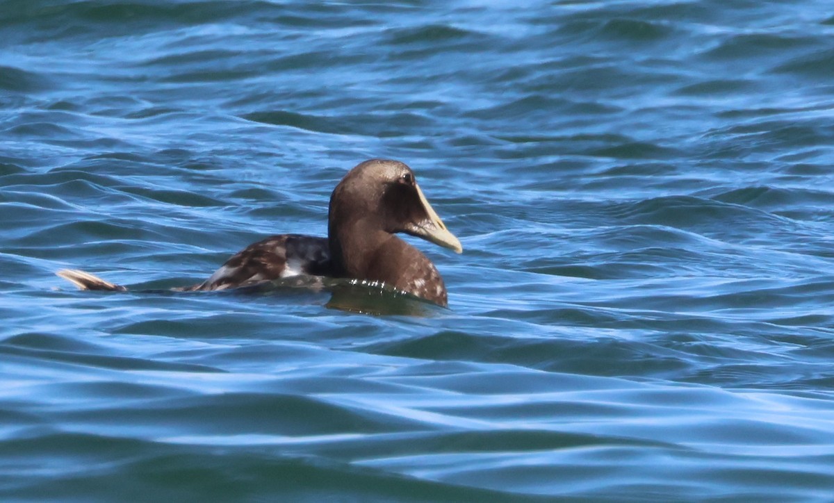 Common Eider - ML624223705