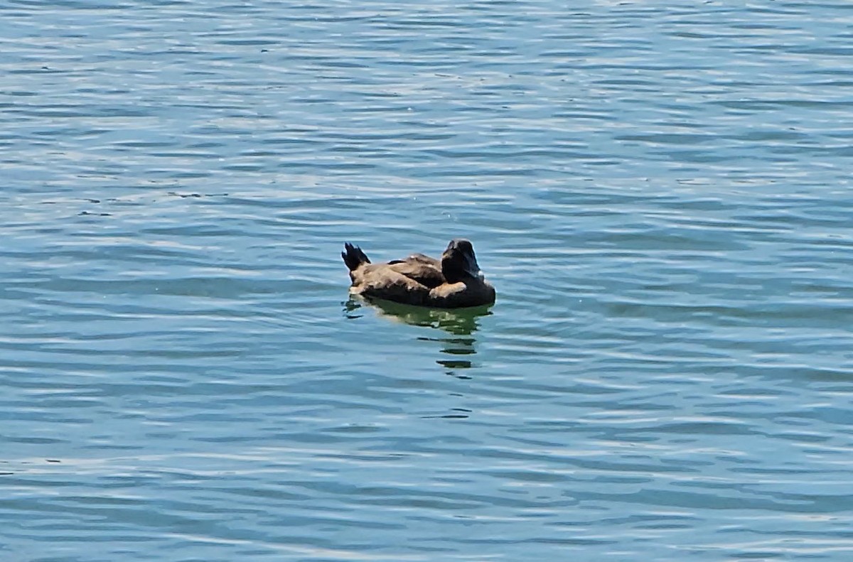 Common Eider - ML624223728