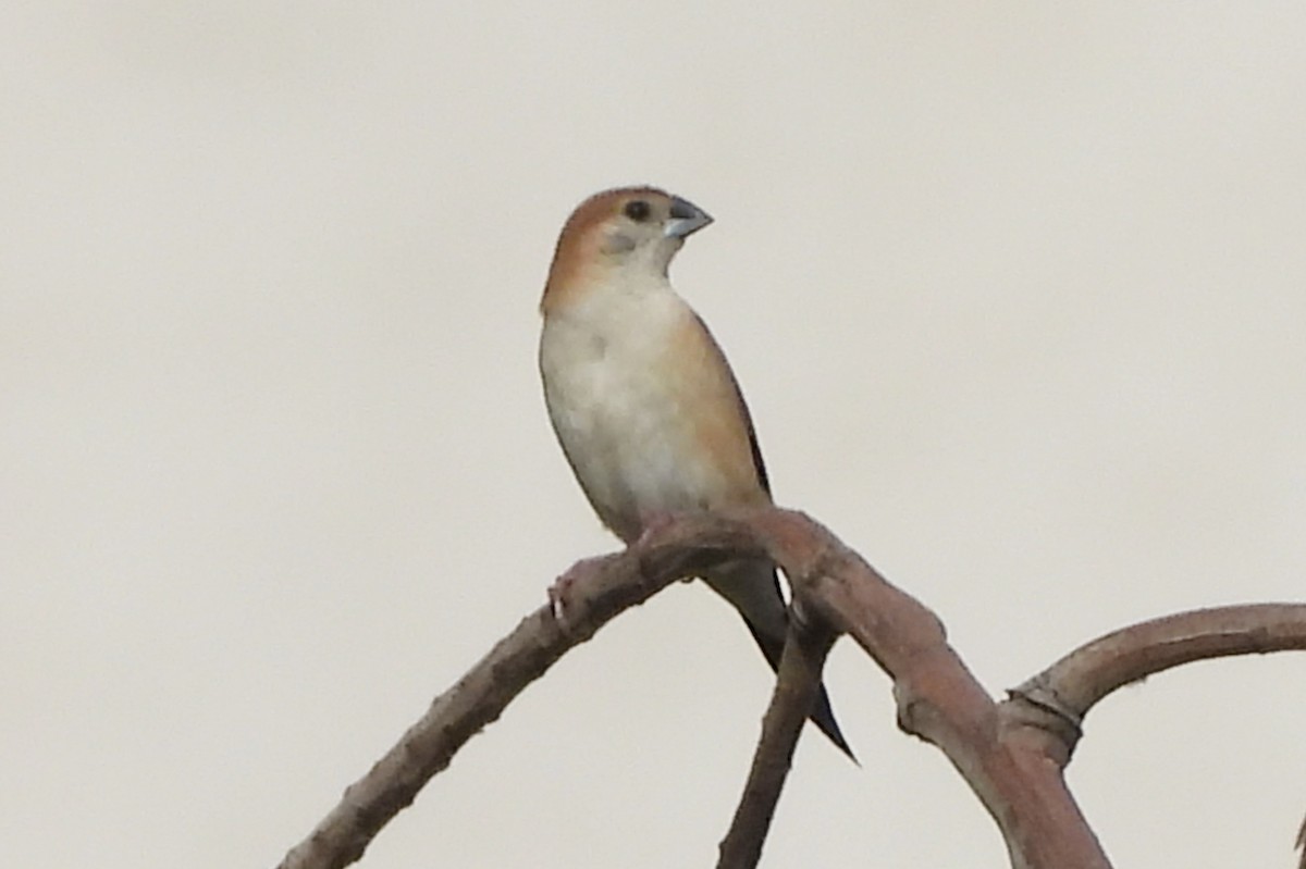 Indian Silverbill - ML624223739