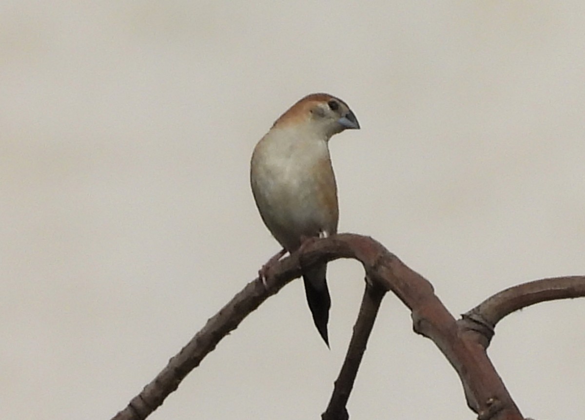 Indian Silverbill - ML624223740