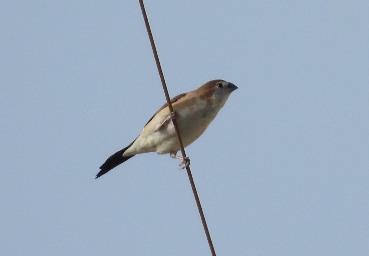 Indian Silverbill - ML624223741