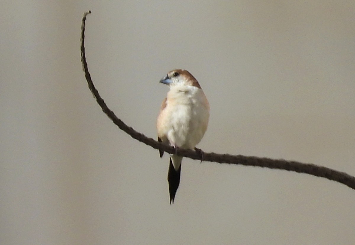 Indian Silverbill - ML624223742