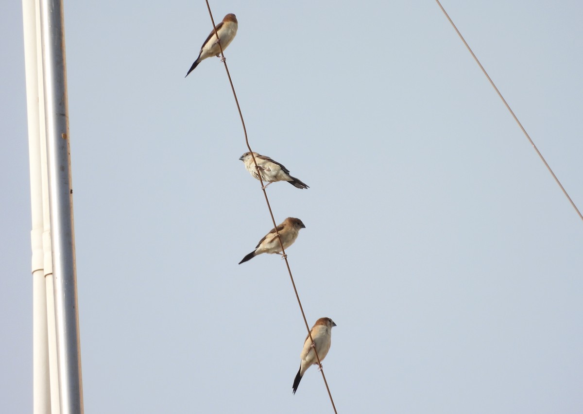 Indian Silverbill - ML624223743