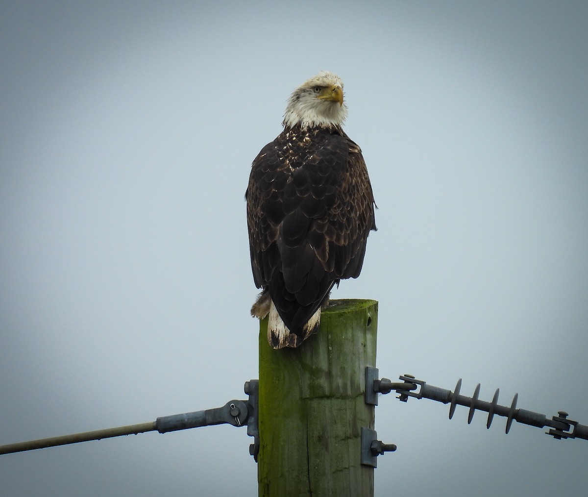 Bald Eagle - ML624223745